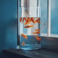 ThầnBàiChânChính avatar